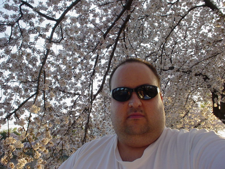 Cherry Blossom 2006