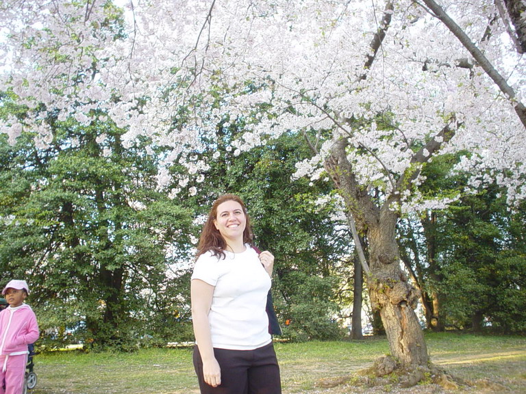 Cherry Blossom 2006