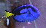 Yellow Tang