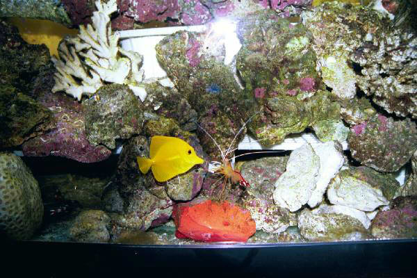 Fish Tank Kodak Photo