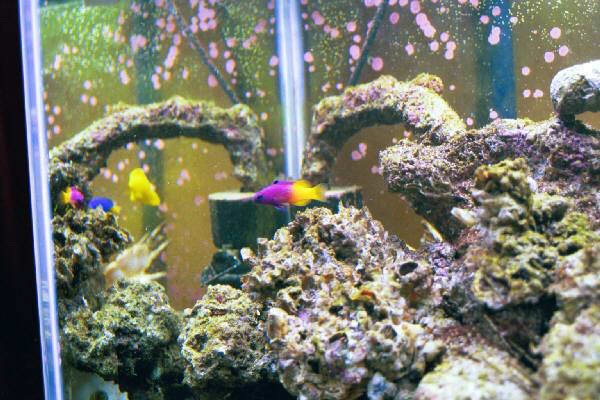 Fish Tank Kodak Photo
