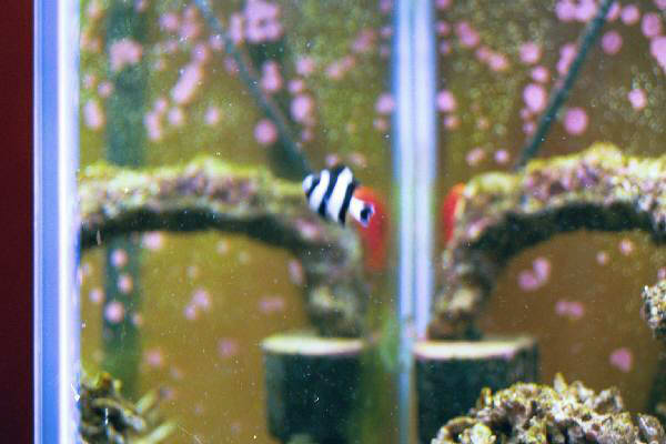 Fish Tank Kodak Photo