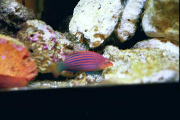 Fish Tank Kodak Photo