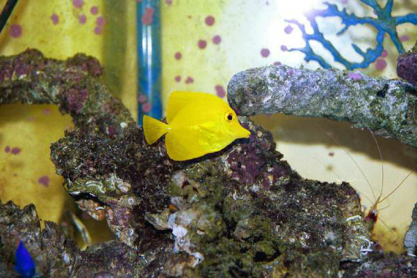 Fish Tank Kodak Photo