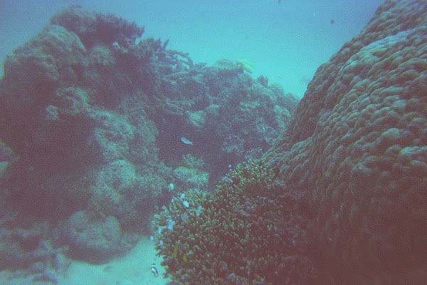 The Great Barrier Reef