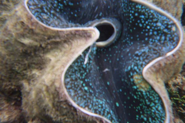 The Great Barrier Reef