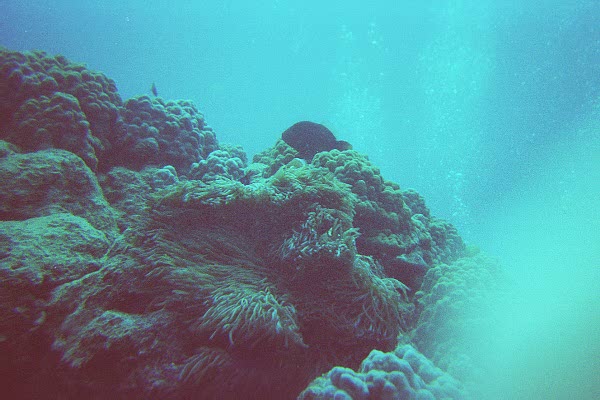 The Great Barrier Reef