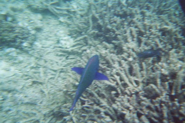 The Great Barrier Reef