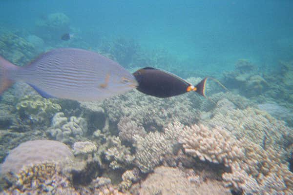 The Great Barrier Reef