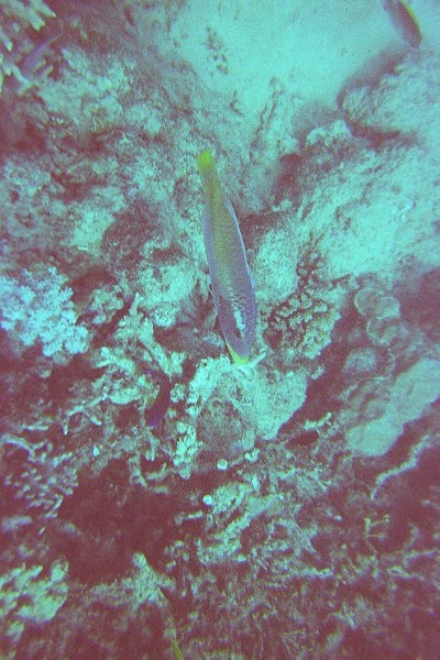 The Great Barrier Reef