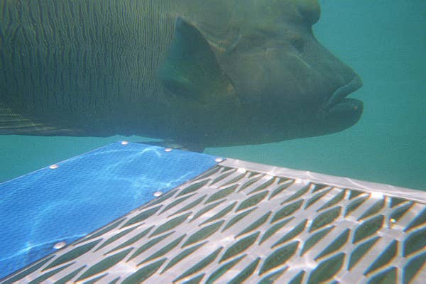 The Great Barrier Reef