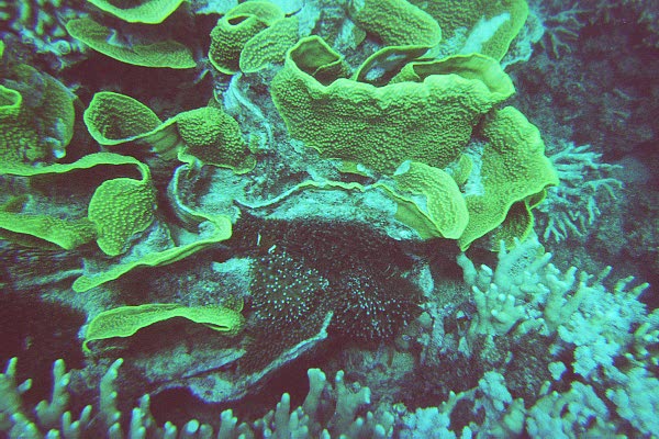 The Great Barrier Reef