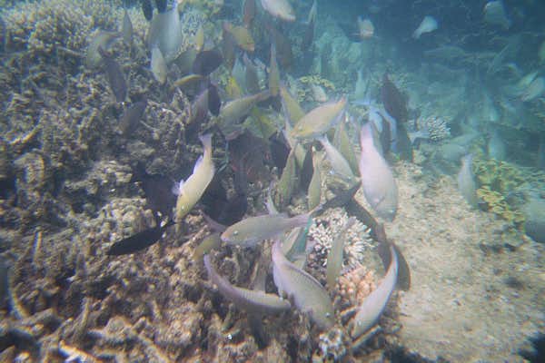 The Great Barrier Reef