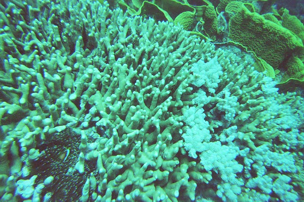 The Great Barrier Reef