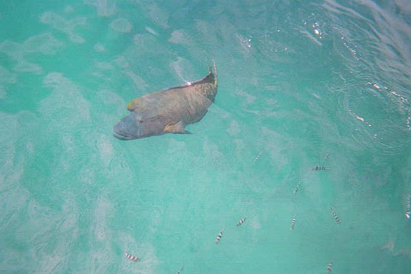 The Great Barrier Reef