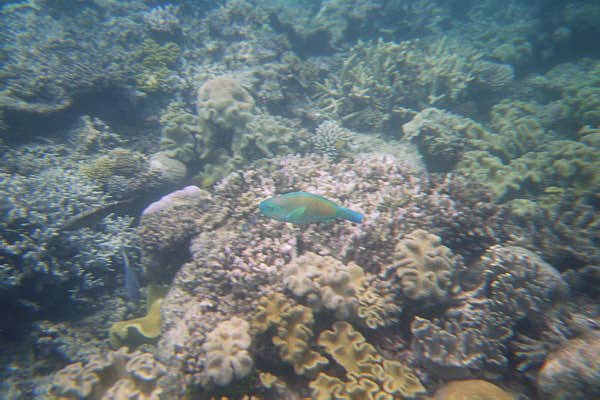 The Great Barrier Reef