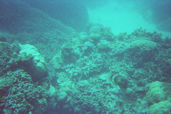 The Great Barrier Reef