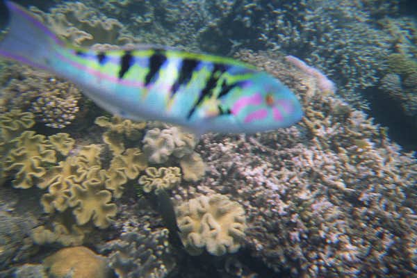 The Great Barrier Reef