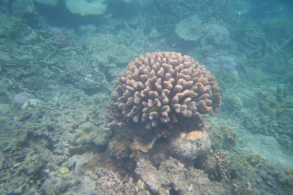 The Great Barrier Reef
