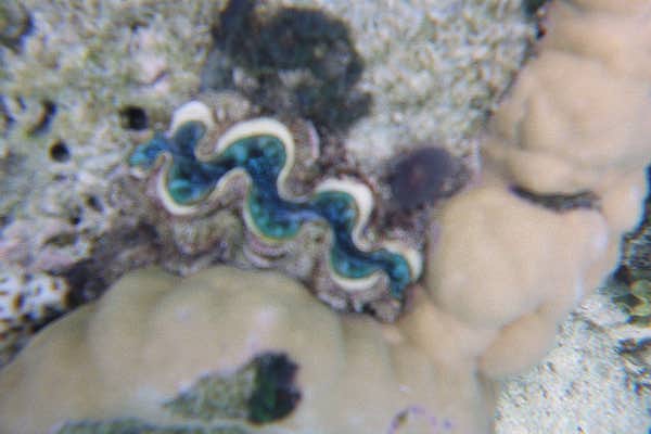 The Great Barrier Reef