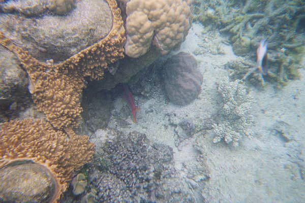 The Great Barrier Reef
