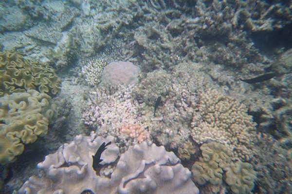 The Great Barrier Reef