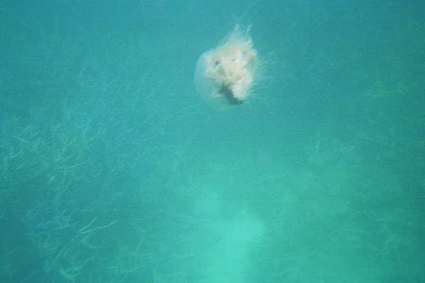 The Great Barrier Reef