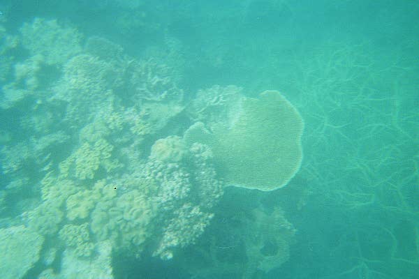 The Great Barrier Reef