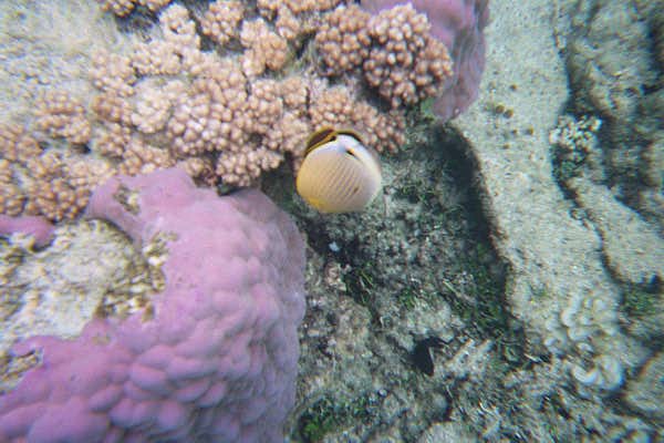 The Great Barrier Reef